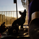 Sylvie Sunrise